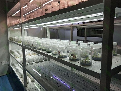 沧州植物组织培养实验室设计建设方案